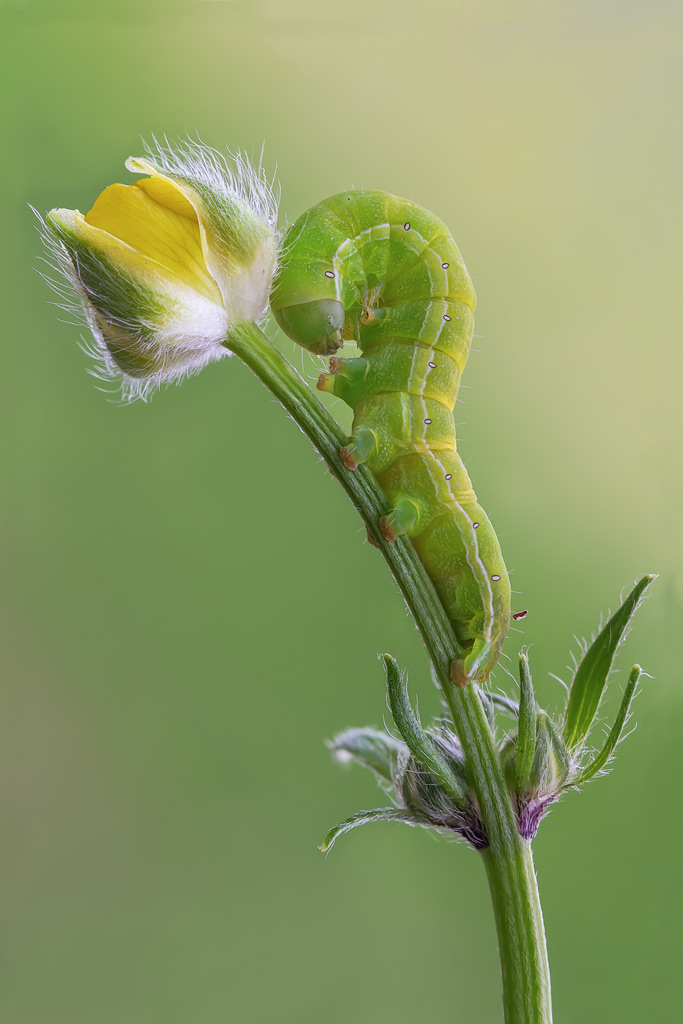 Bruco di Colias croceus?